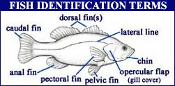 Fish Identification Terms