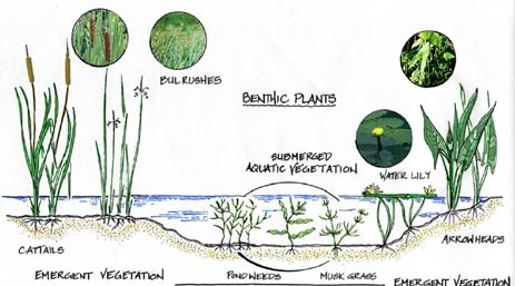 benthic plants