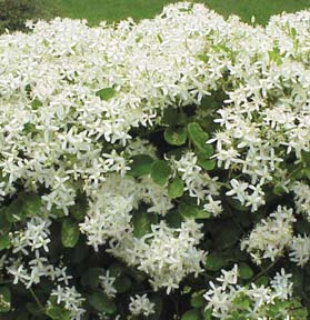 autumn flowering clematis photo