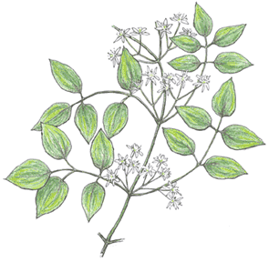 autumn flowering clematis drawing