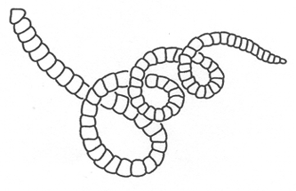 aquatic worm drawing