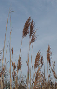 common reed photo