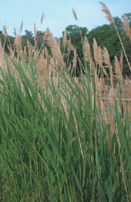 common reed photo