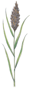 common reed drawing