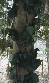 english ivy growing up trunk of a tree