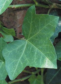 closeup of english ivy leaf