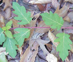 japanese honeysuckle leaf variation