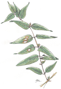 japanese honeysuckle drawing