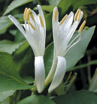 japanese honeysuckle flower, courtesey DE Wildflowers