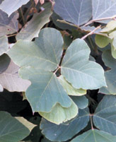 closeup of kudzu leaves