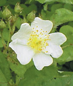 multiflora rose flower