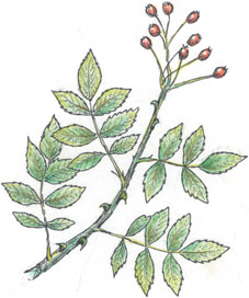 multiflora rose drawing