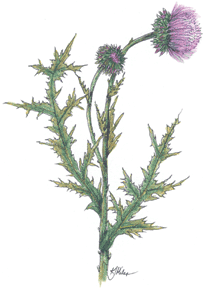 musk thistle drawing