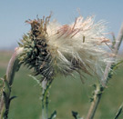 musk thistle seeds