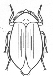 water penny beetle