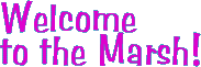 Welcome to the Marsh