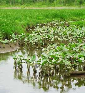 Marsh