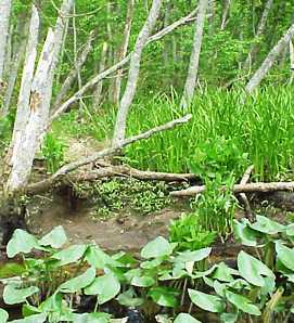 Photo of the Swamp